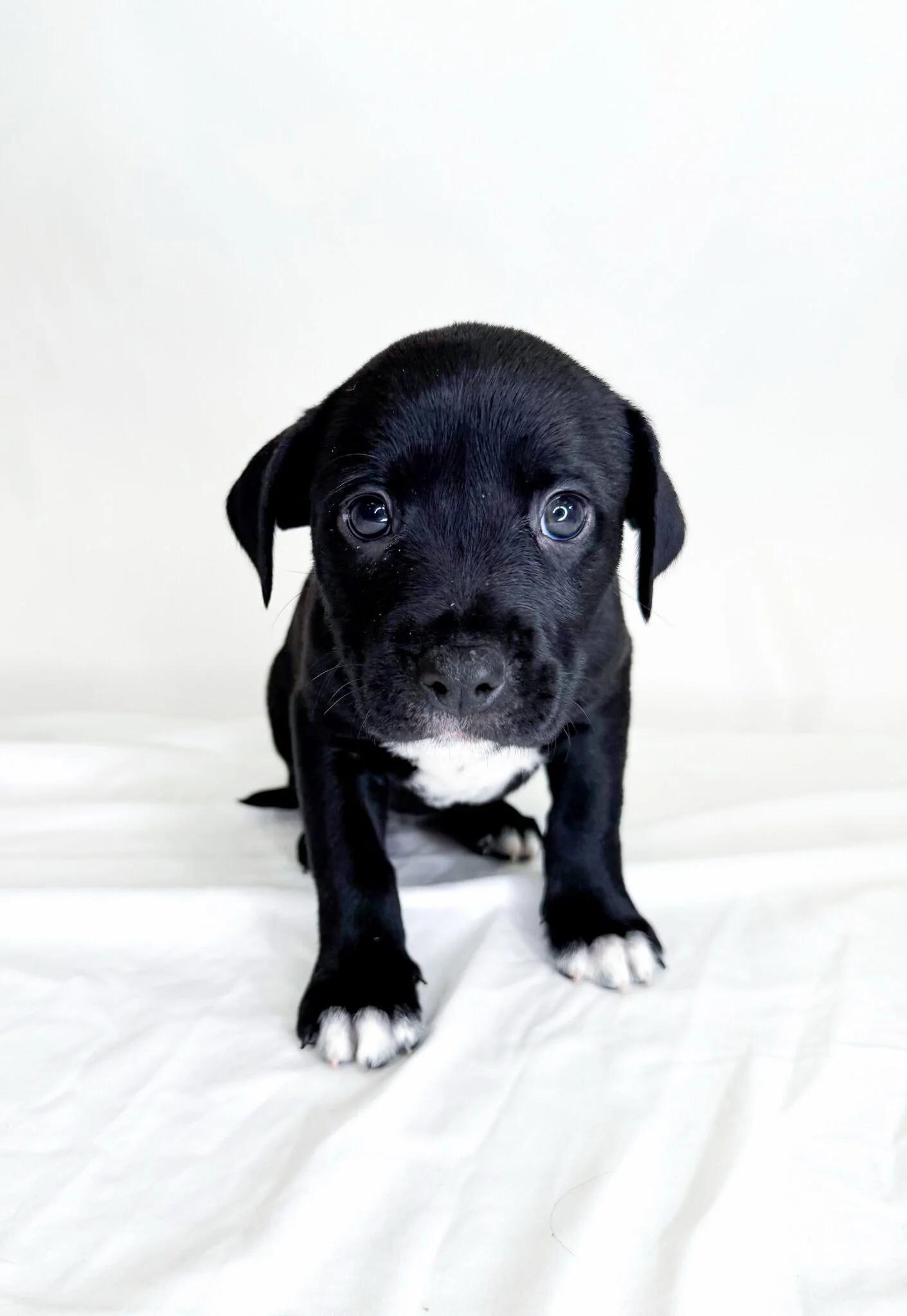 Madeleine, Adoptable, Puppy Female Labrador Retriever & Pit Bull Terrier.