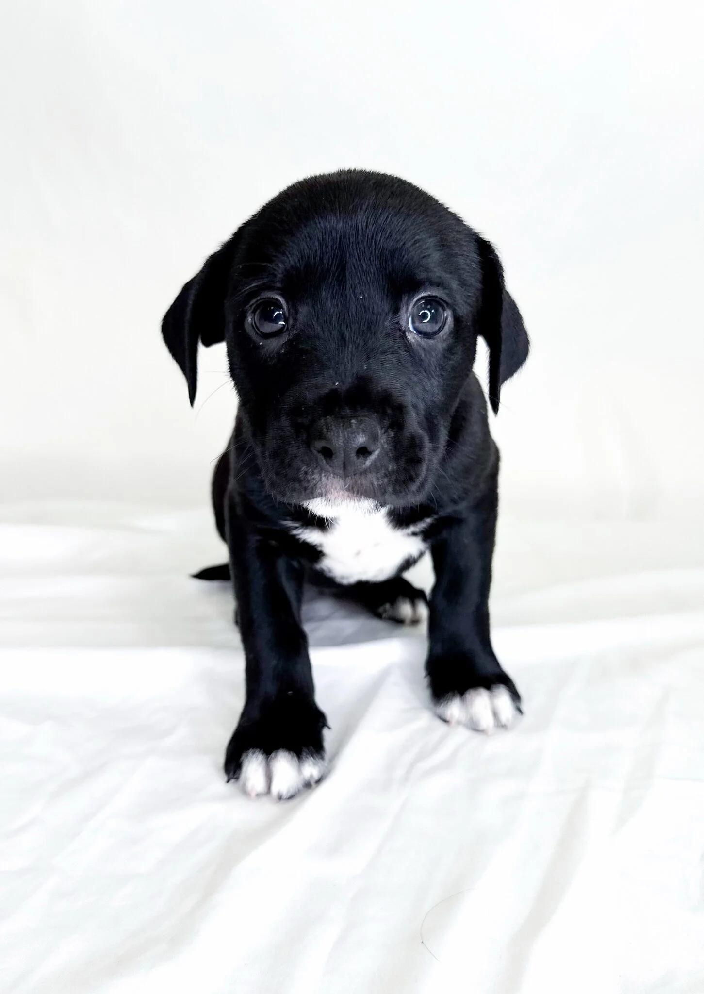 Madeleine, a Adoptable mixed breed in Bixby, OK image 3/4