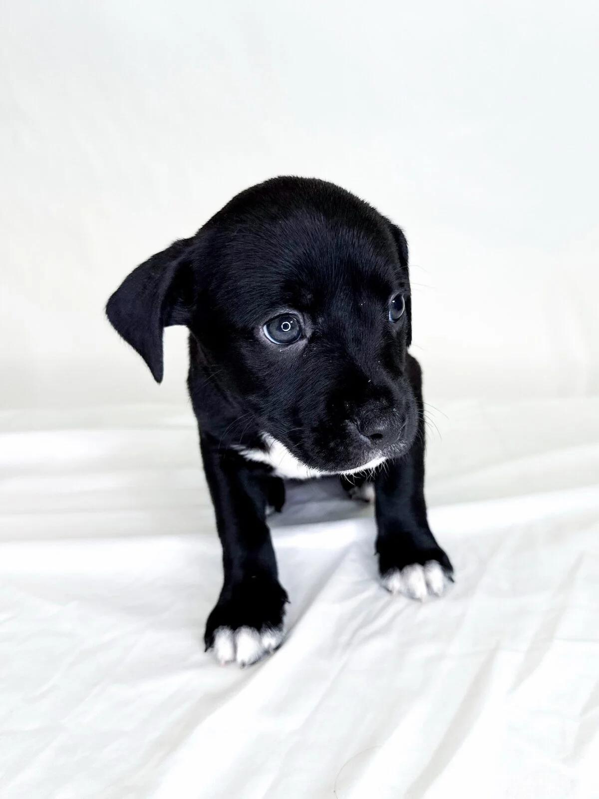 Madeleine, a Adoptable mixed breed in Bixby, OK image 4/4