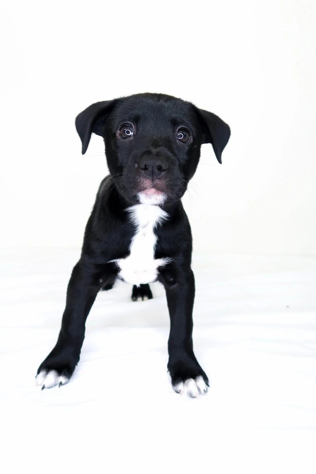 Madeleine, Adoptable, Puppy Female Labrador Retriever & Pit Bull Terrier.