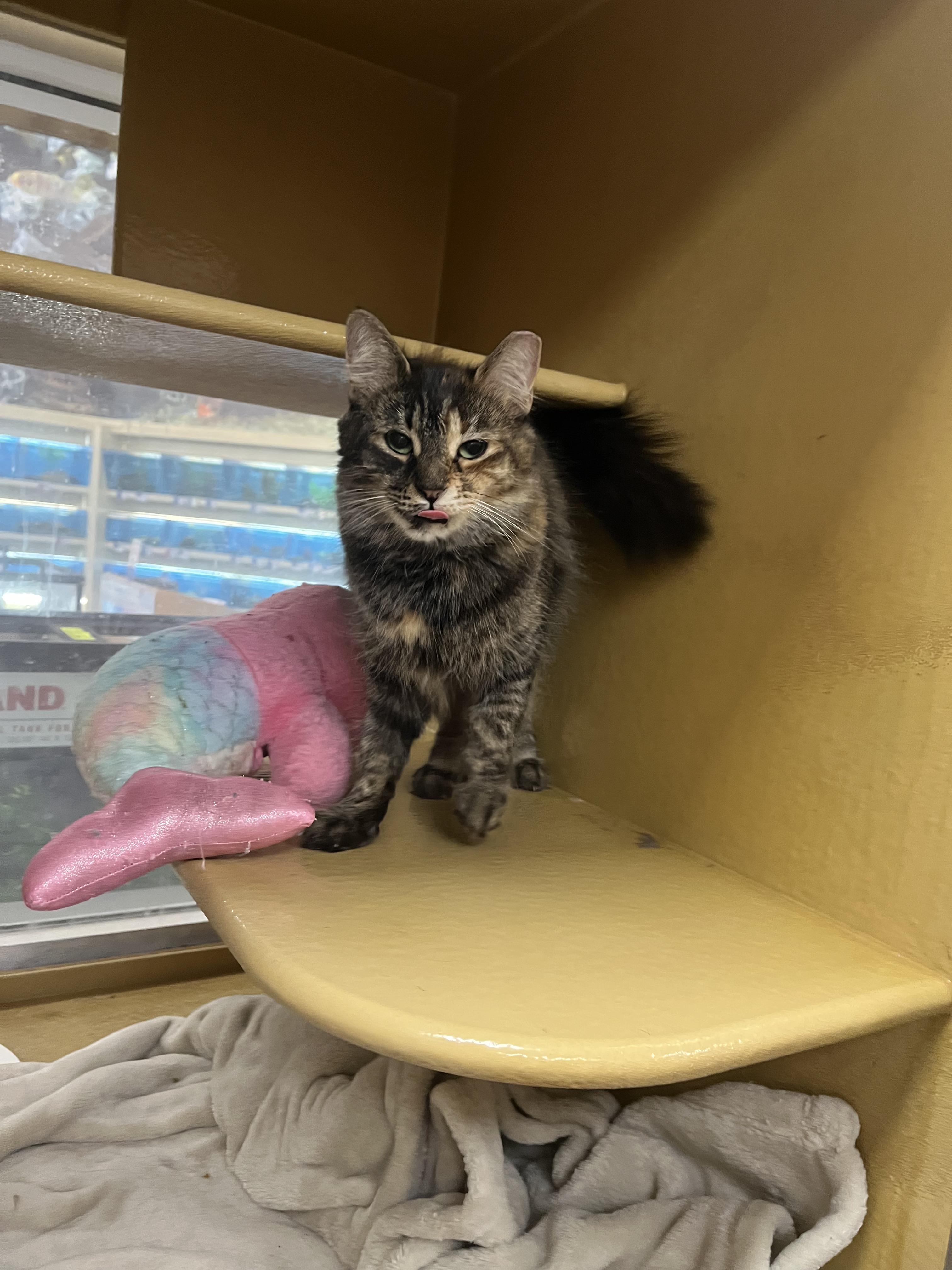 Corn Maze, Adoptable, Adult Female Domestic Medium Hair.