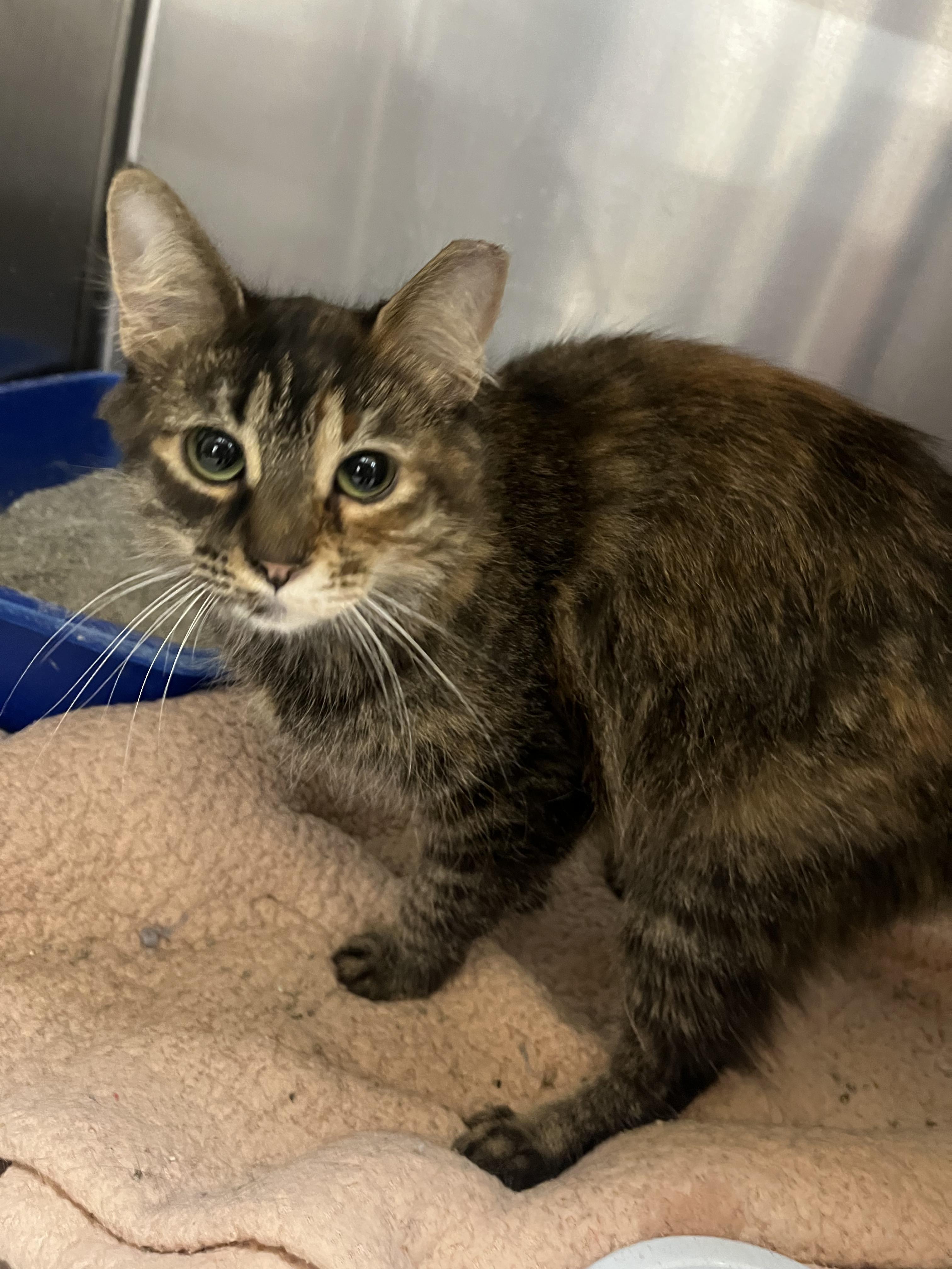 Enlarge Corn Maze, an adopted mixed breed in South Euclid, OH image 2/5