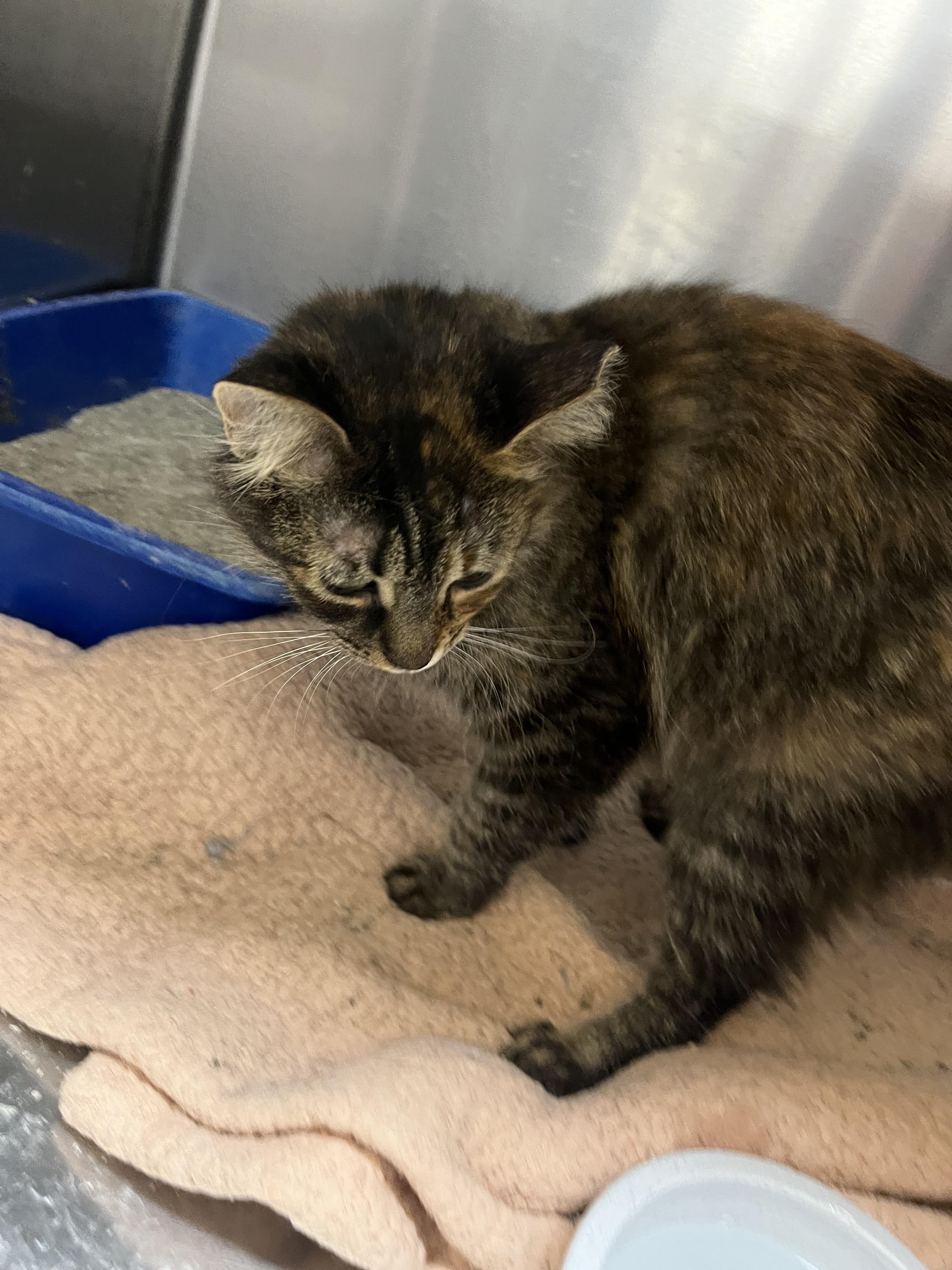 Enlarge Corn Maze, an adopted mixed breed in South Euclid, OH image 3/5