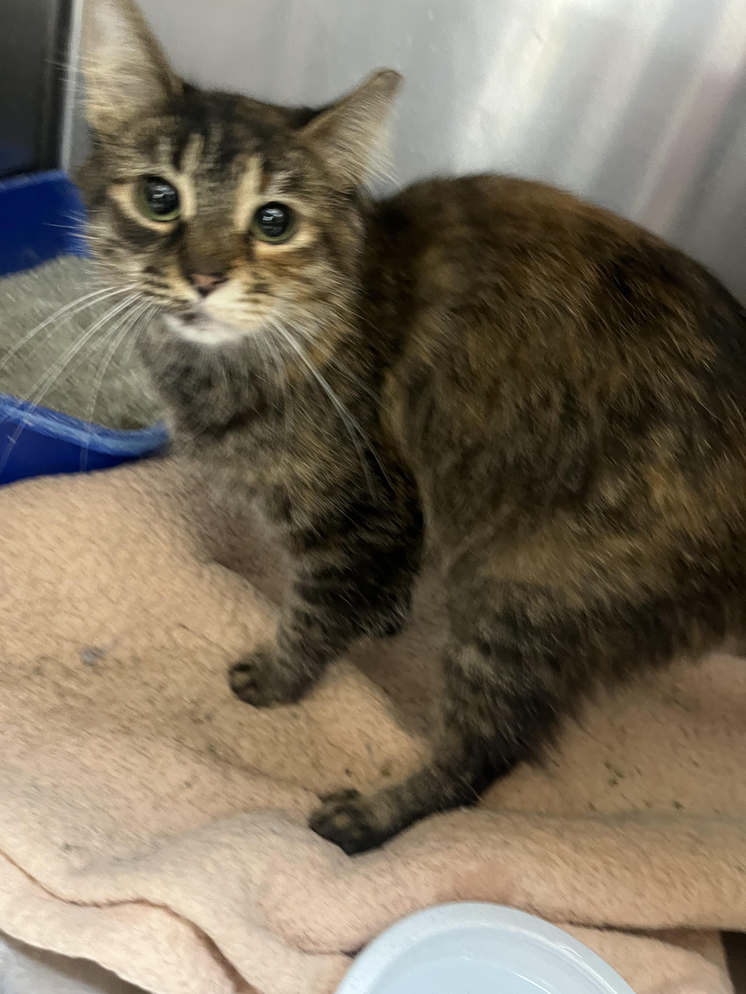 Enlarge Corn Maze, an adopted mixed breed in South Euclid, OH image 4/5