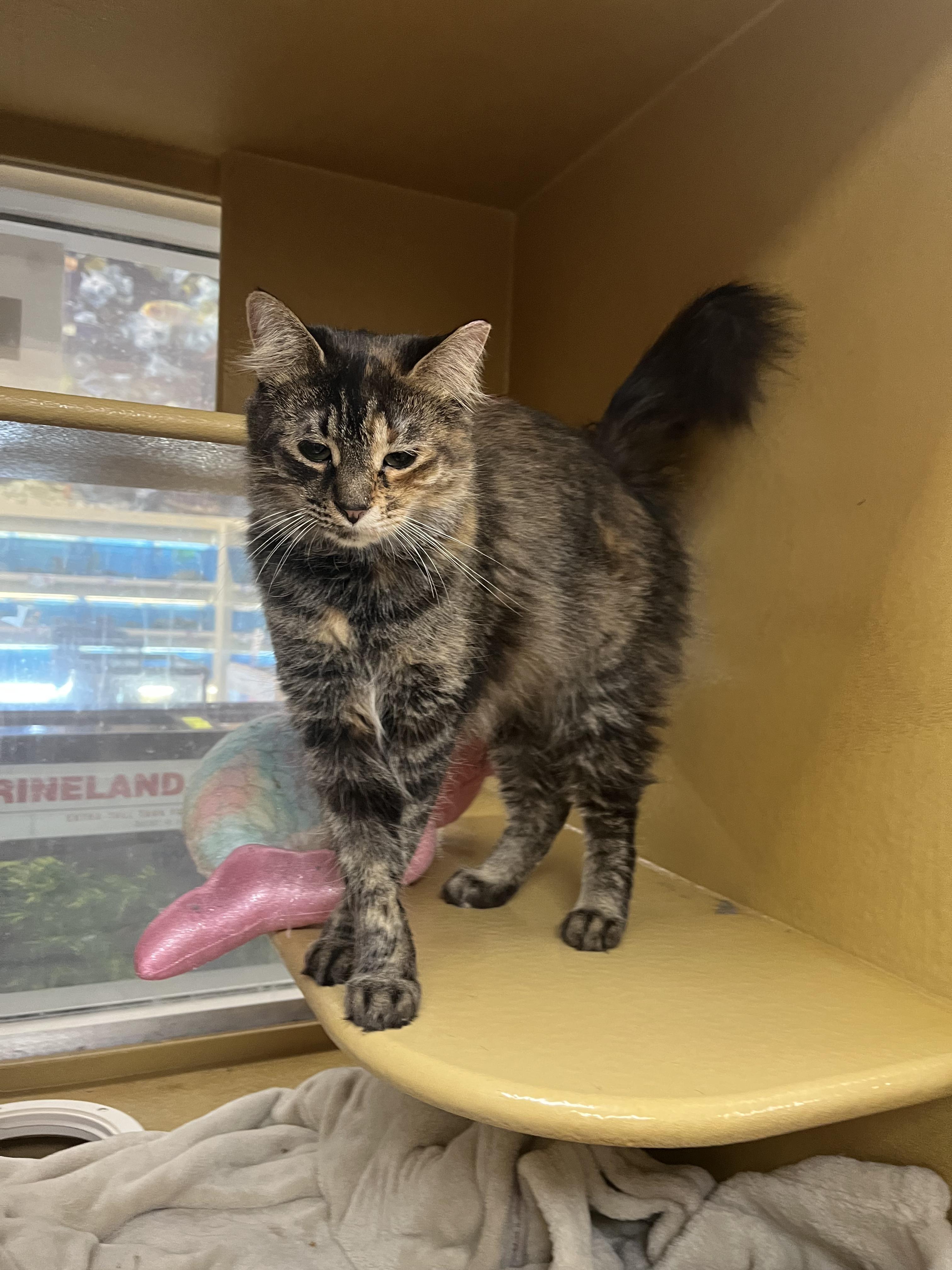 Enlarge Corn Maze, an adopted mixed breed in South Euclid, OH image 5/5