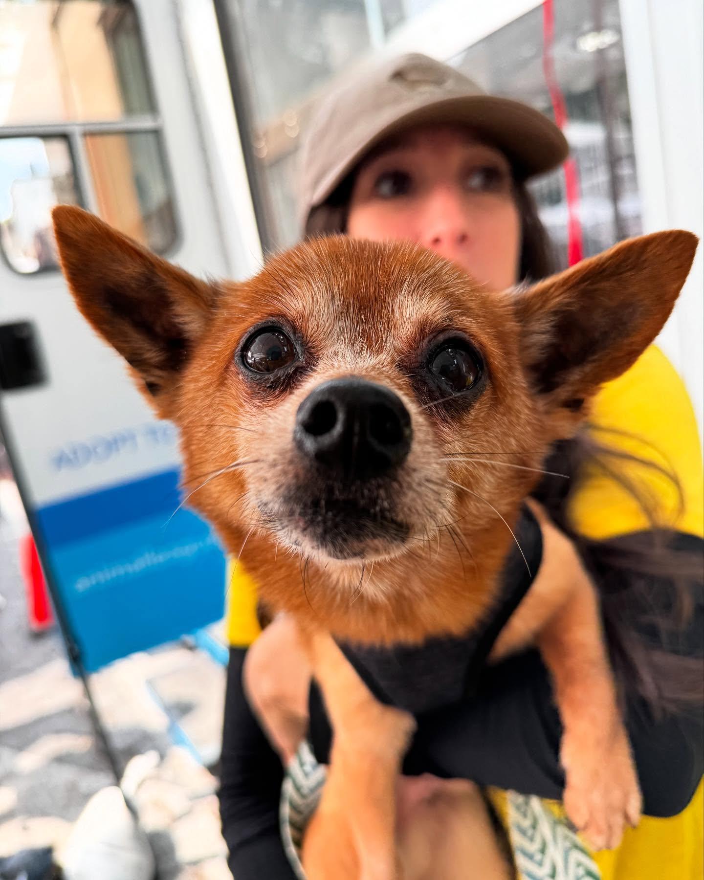 Zorro *1/2 price adoption fee*, Adoptable, Senior Male Chihuahua & Terrier.