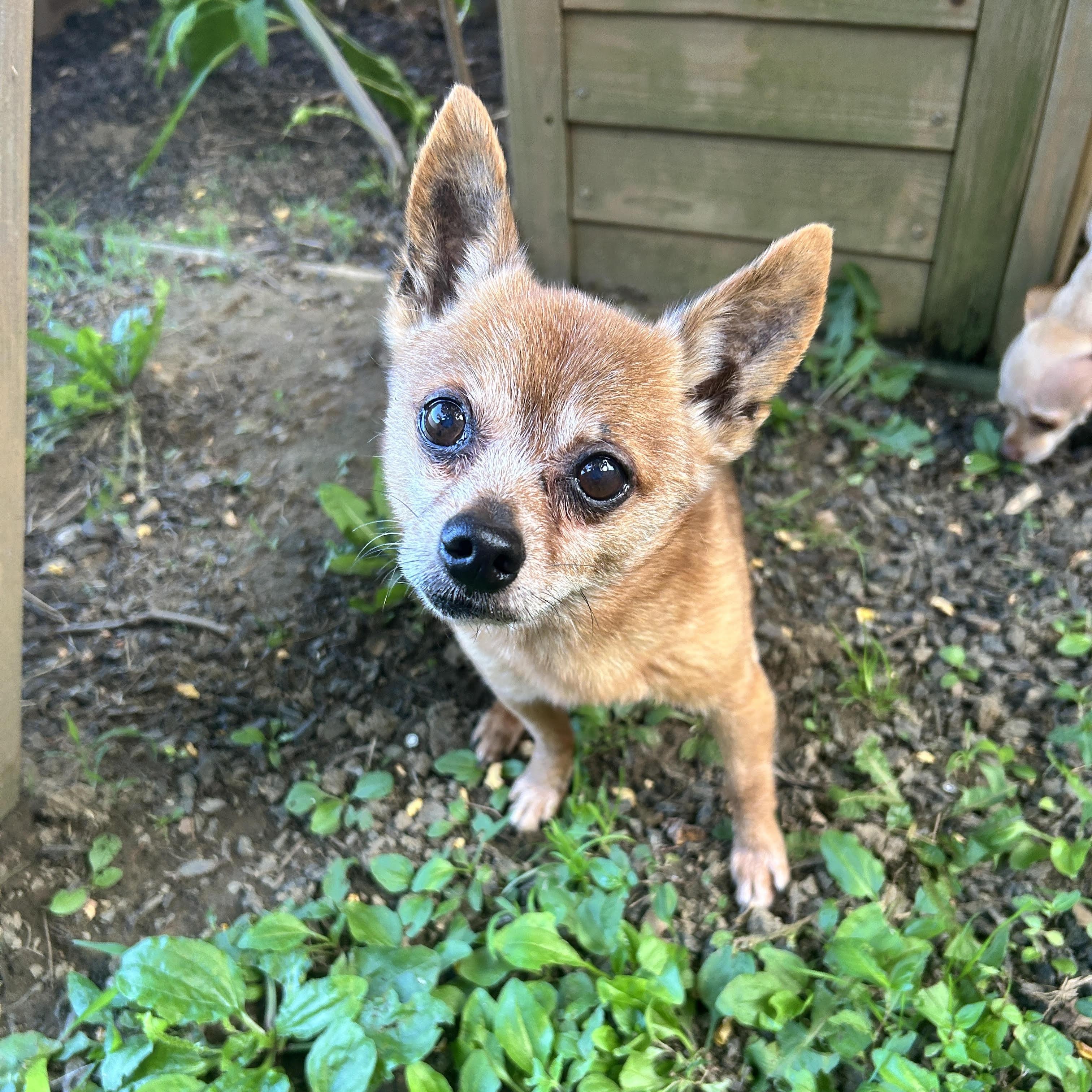 Zorro *1/2 price adoption fee*