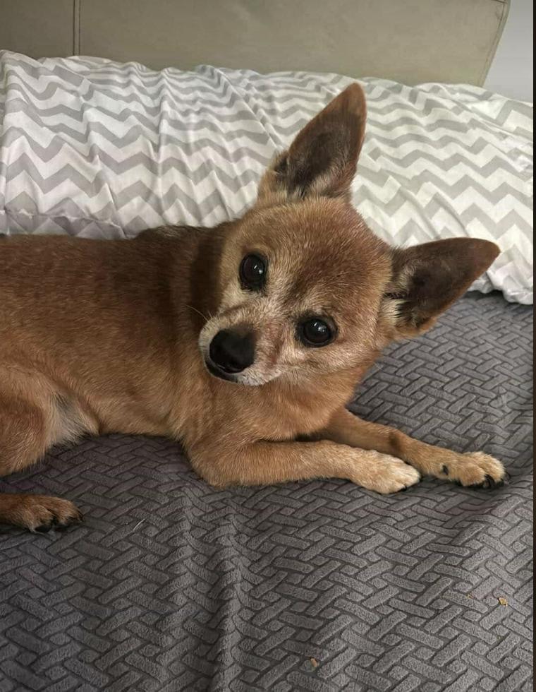 Zorro *1/2 price adoption fee*, a Adoptable mixed breed in Matawan, NJ image 3/5