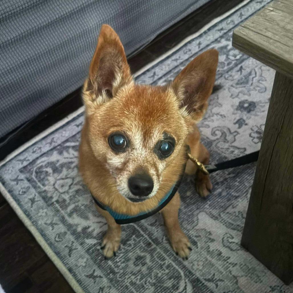 Zorro *1/2 price adoption fee*