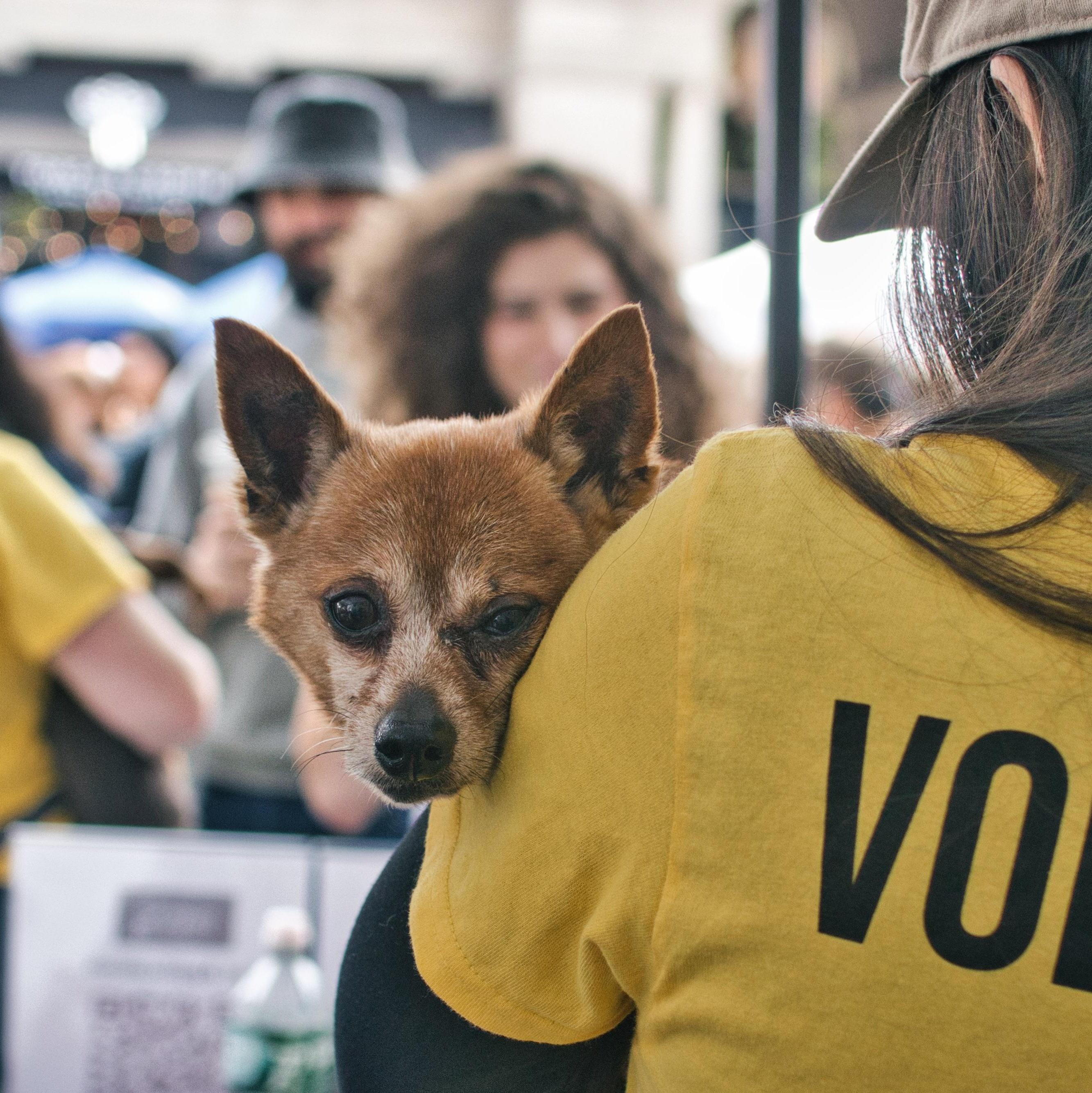 Zorro *1/2 price adoption fee*, a Adoptable mixed breed in Matawan, NJ image 5/5