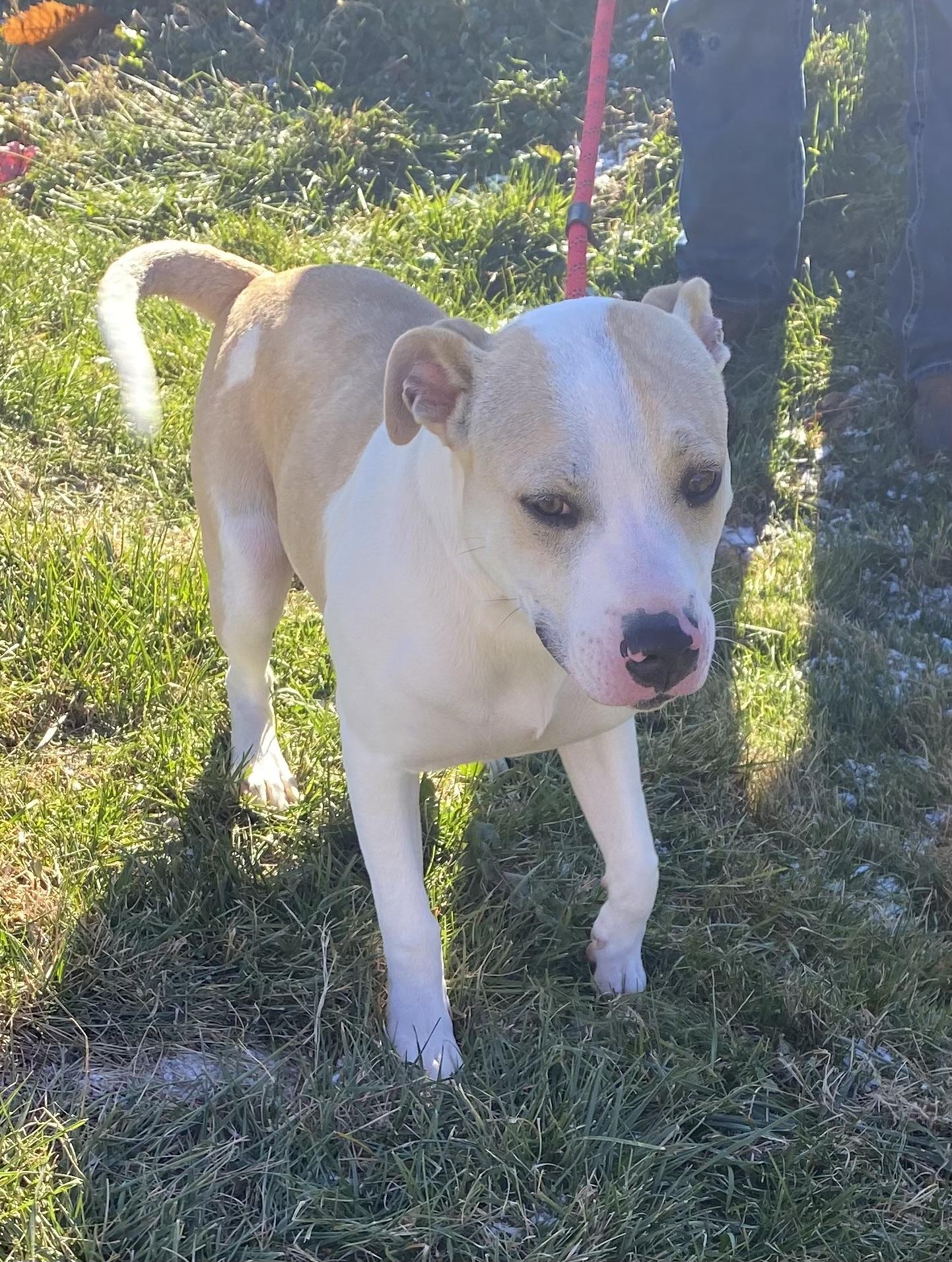 Enlarge Rocky, an adopted Pit Bull Terrier in sparta, NC image 1/1
