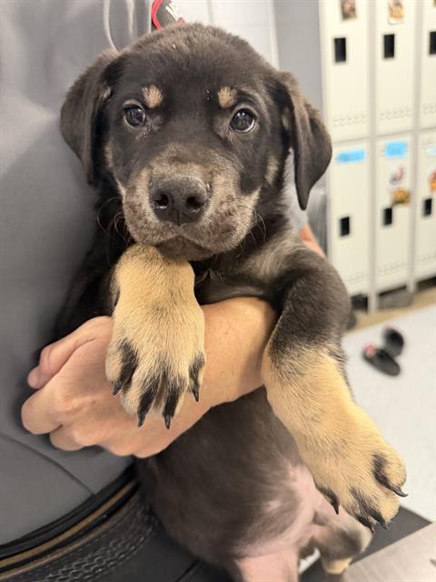 BOY 8, Adoptable, Puppy Male Siberian Husky & Rottweiler.