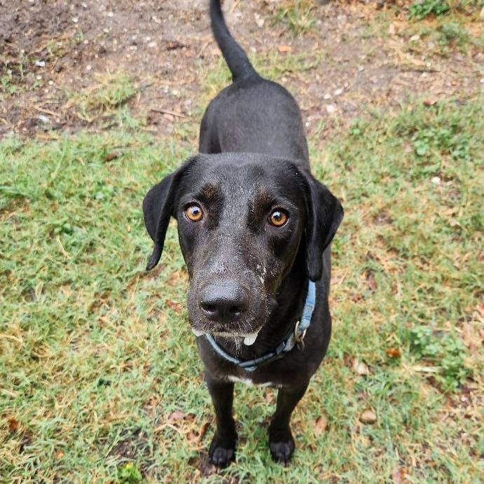 Tim Mc Paw, Adoptable, Adult Male Black Labrador Retriever & Mixed Breed.