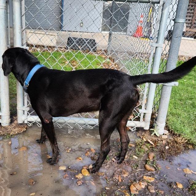 Tim Mc Paw, a Adoptable mixed breed in Corpus Christi, TX image 2/6