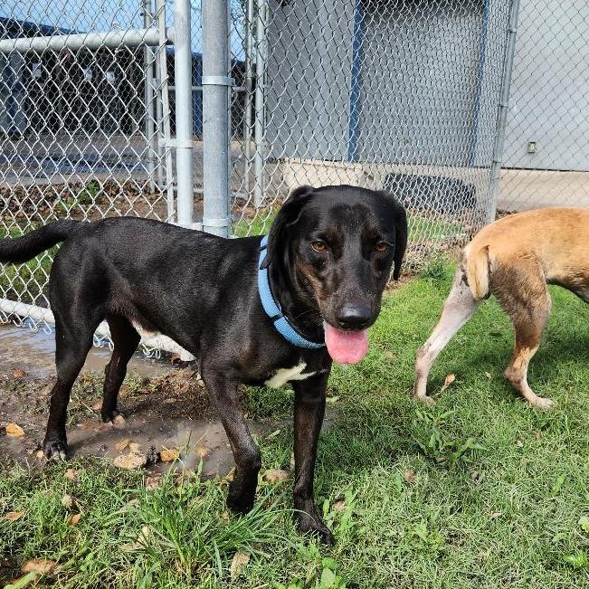 Tim Mc Paw, a Adoptable mixed breed in Corpus Christi, TX image 3/6