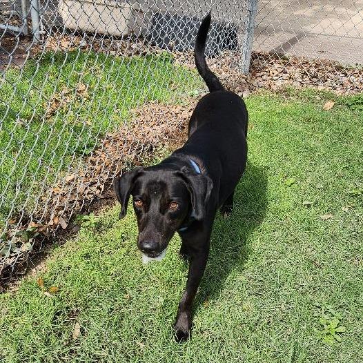 Tim Mc Paw, a Adoptable mixed breed in Corpus Christi, TX image 4/6