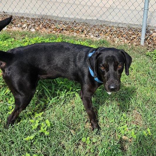 Tim Mc Paw, a Adoptable mixed breed in Corpus Christi, TX image 5/6