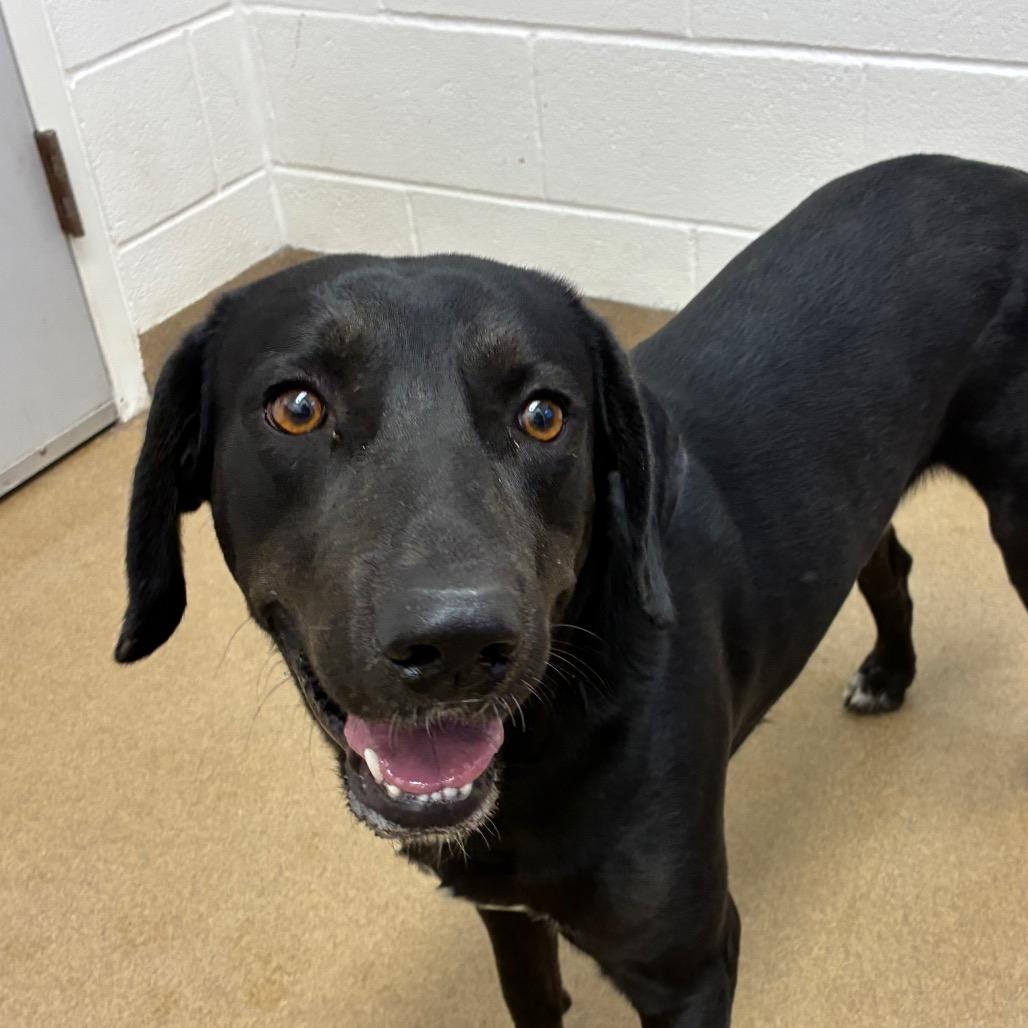 Tim Mc Paw, a Adoptable mixed breed in Corpus Christi, TX image 6/6