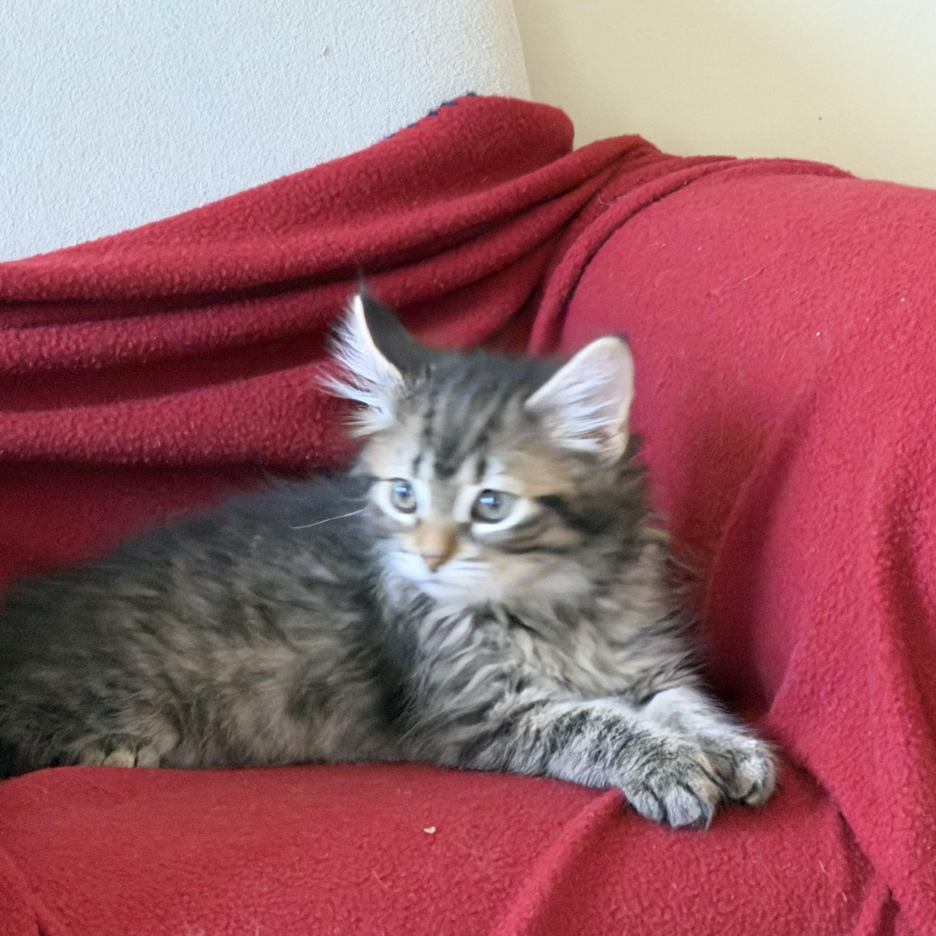 Enlarge Jasper , a ADOPTABLE Domestic Medium Hair in Duluth, GA image 3/4