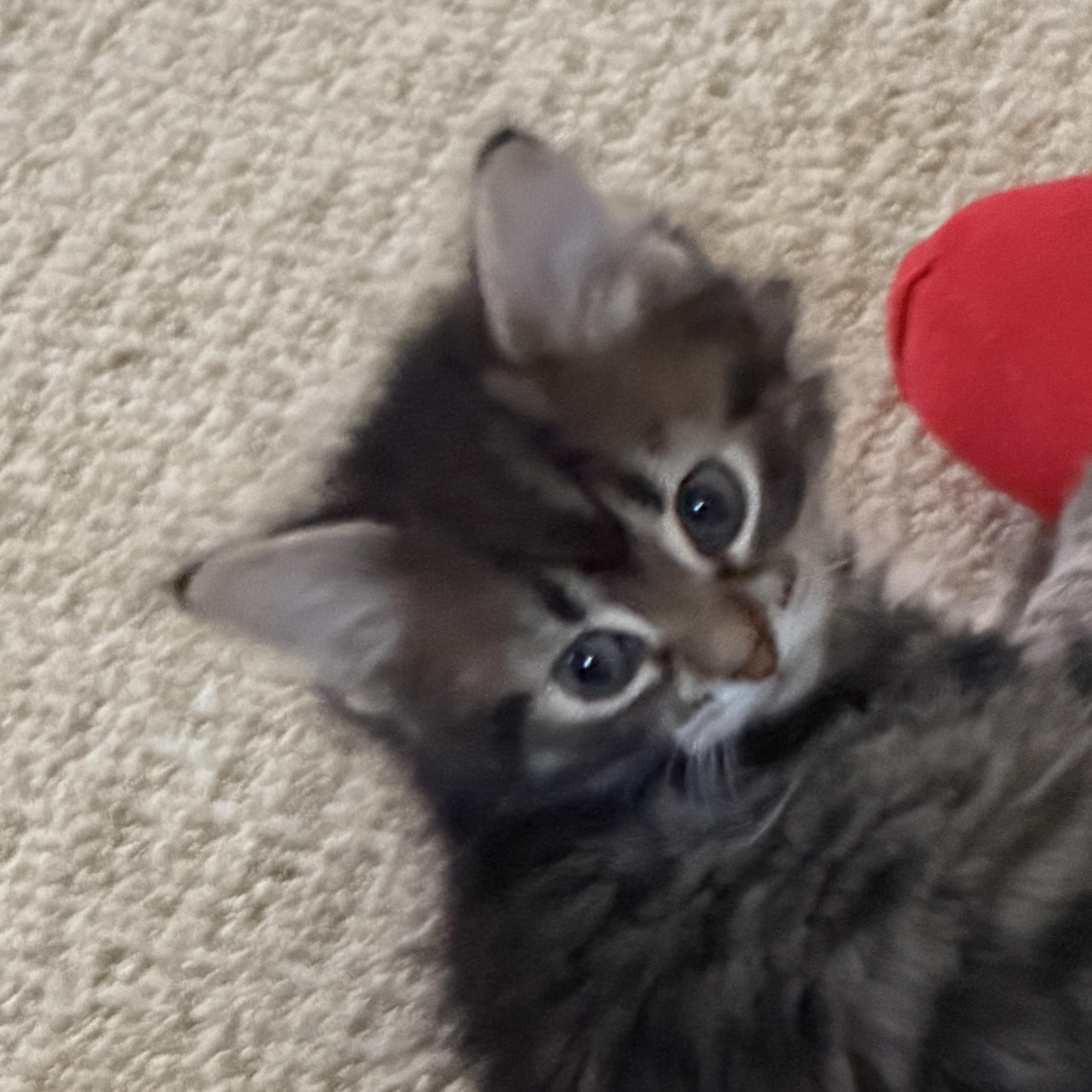 Enlarge Jasper , a ADOPTABLE Domestic Medium Hair in Duluth, GA image 4/4