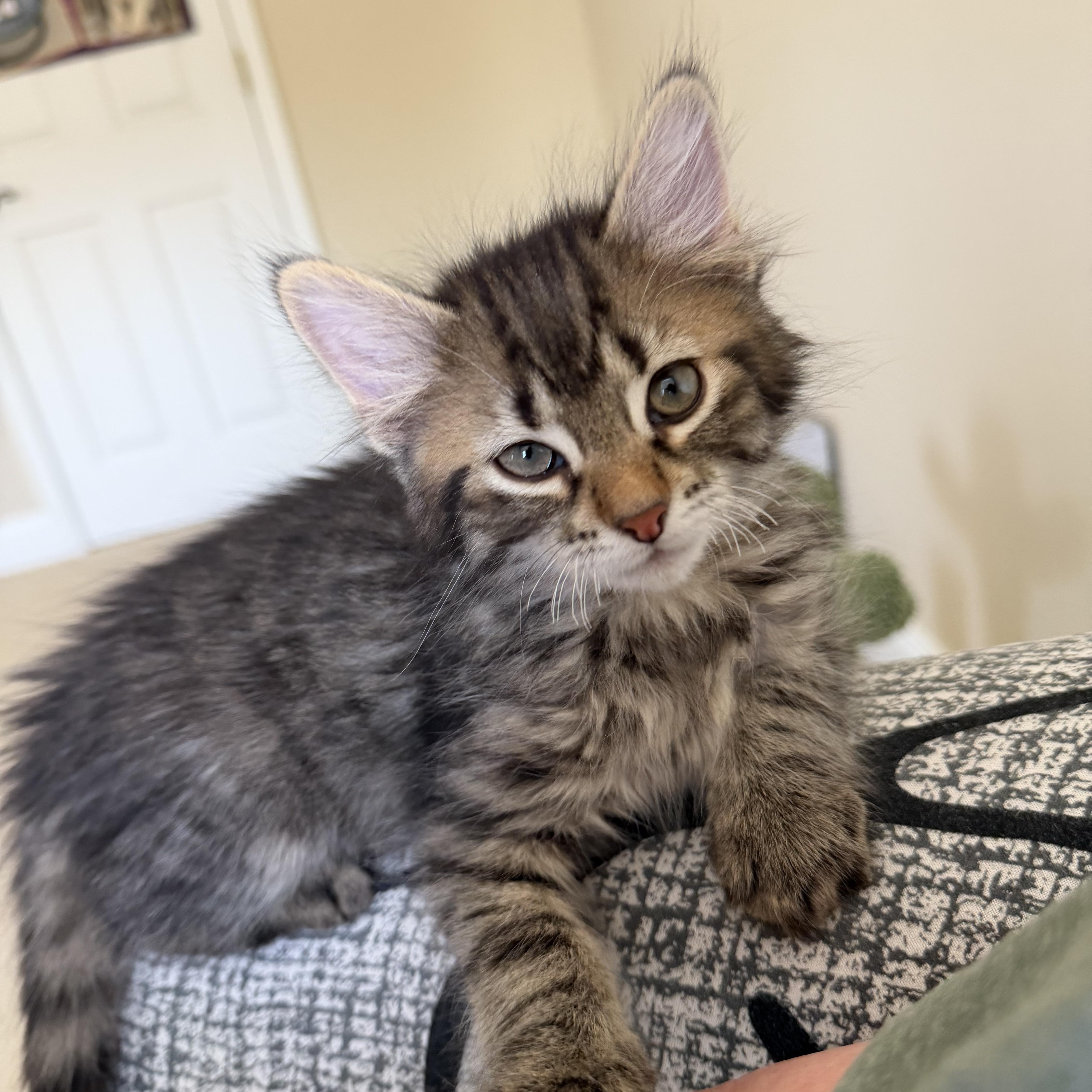 Enlarge Jasper , a ADOPTABLE Domestic Medium Hair in Duluth, GA image 1/4