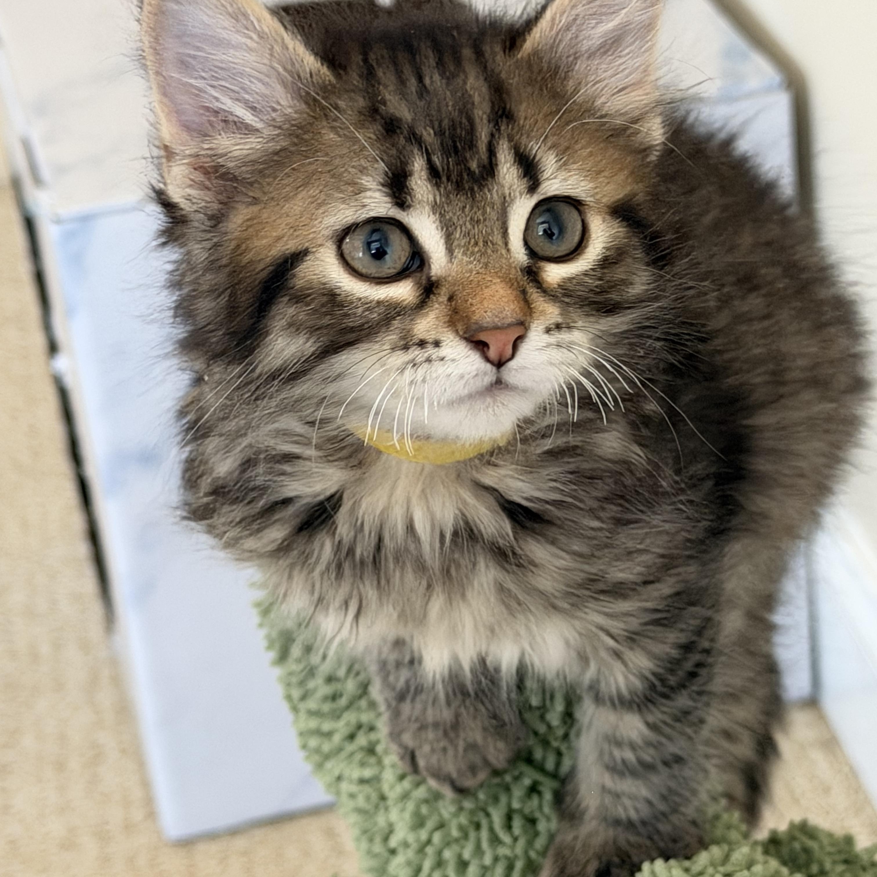Enlarge Jasper , a ADOPTABLE Domestic Medium Hair in Duluth, GA image 2/4