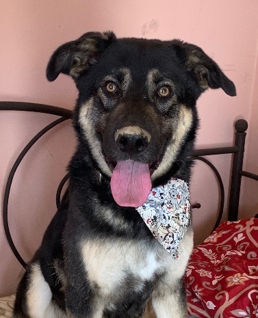 Gary, a Adoptable Shepherd in Beverly Hills, CA image 1/6