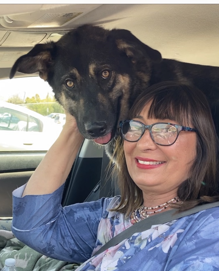 Gary, a Adoptable Shepherd in Beverly Hills, CA image 5/6