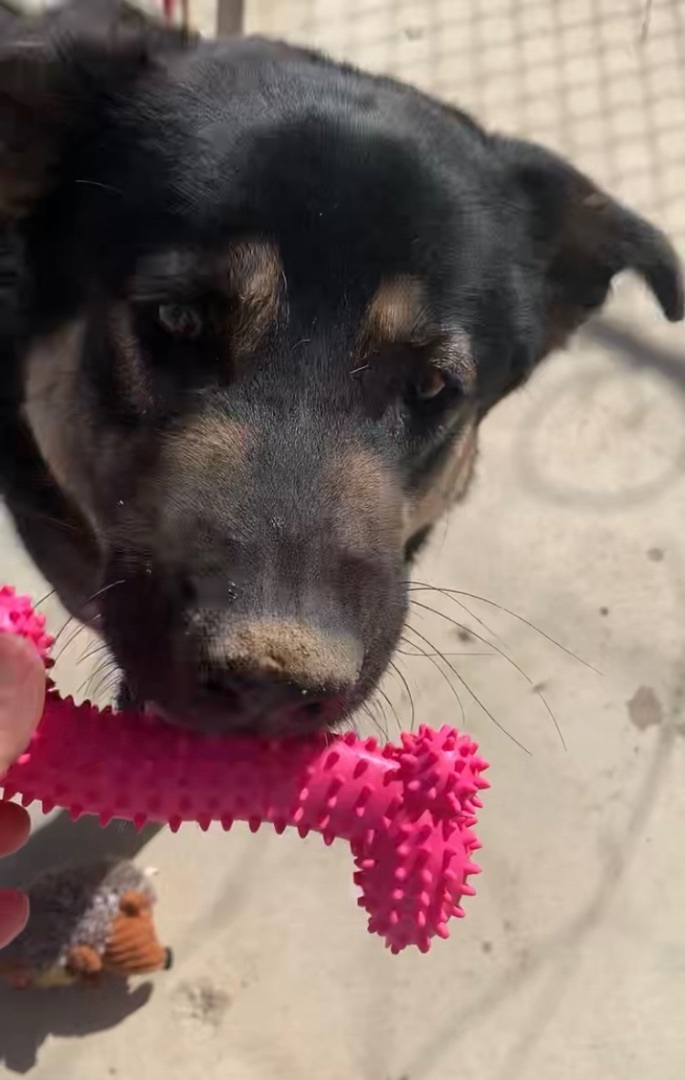 Gary, a Adoptable Shepherd in Beverly Hills, CA image 3/6