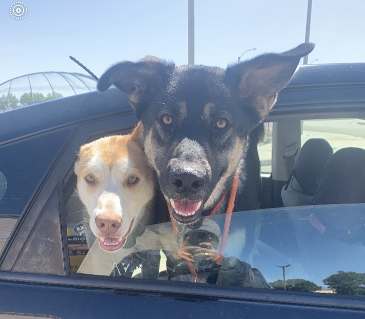 Gary, a Adoptable Shepherd in Beverly Hills, CA image 2/6