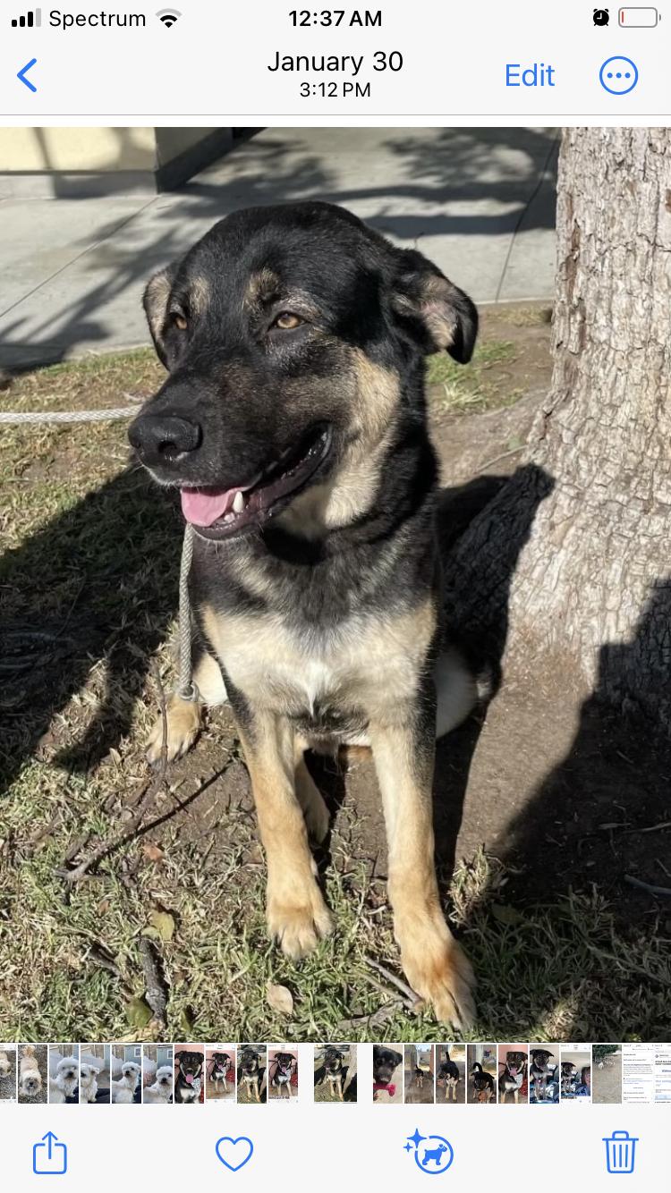 Gary, a Adoptable Shepherd in Beverly Hills, CA image 6/6