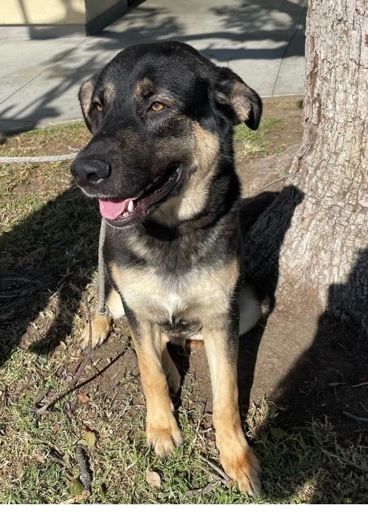 Gary, a Adoptable Shepherd in Beverly Hills, CA image 4/6