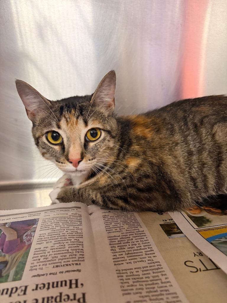 Enlarge Willow, a Adoptable mixed breed in Murray, KY image 1/2