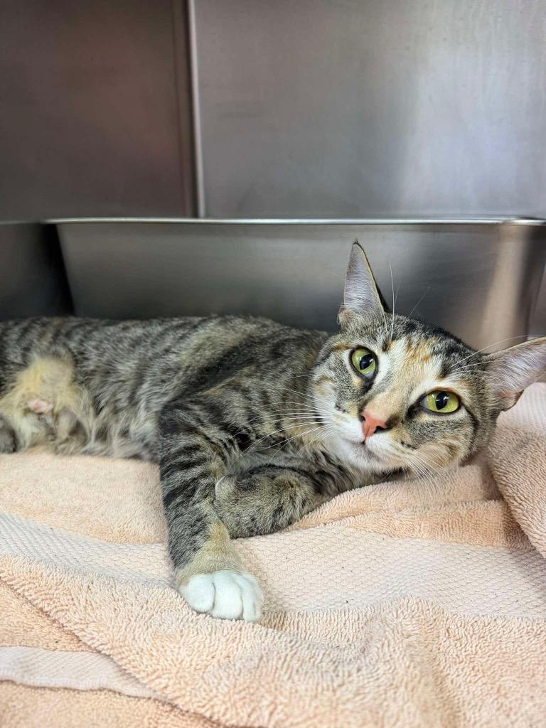 Enlarge Willow, a Adoptable mixed breed in Murray, KY image 2/2