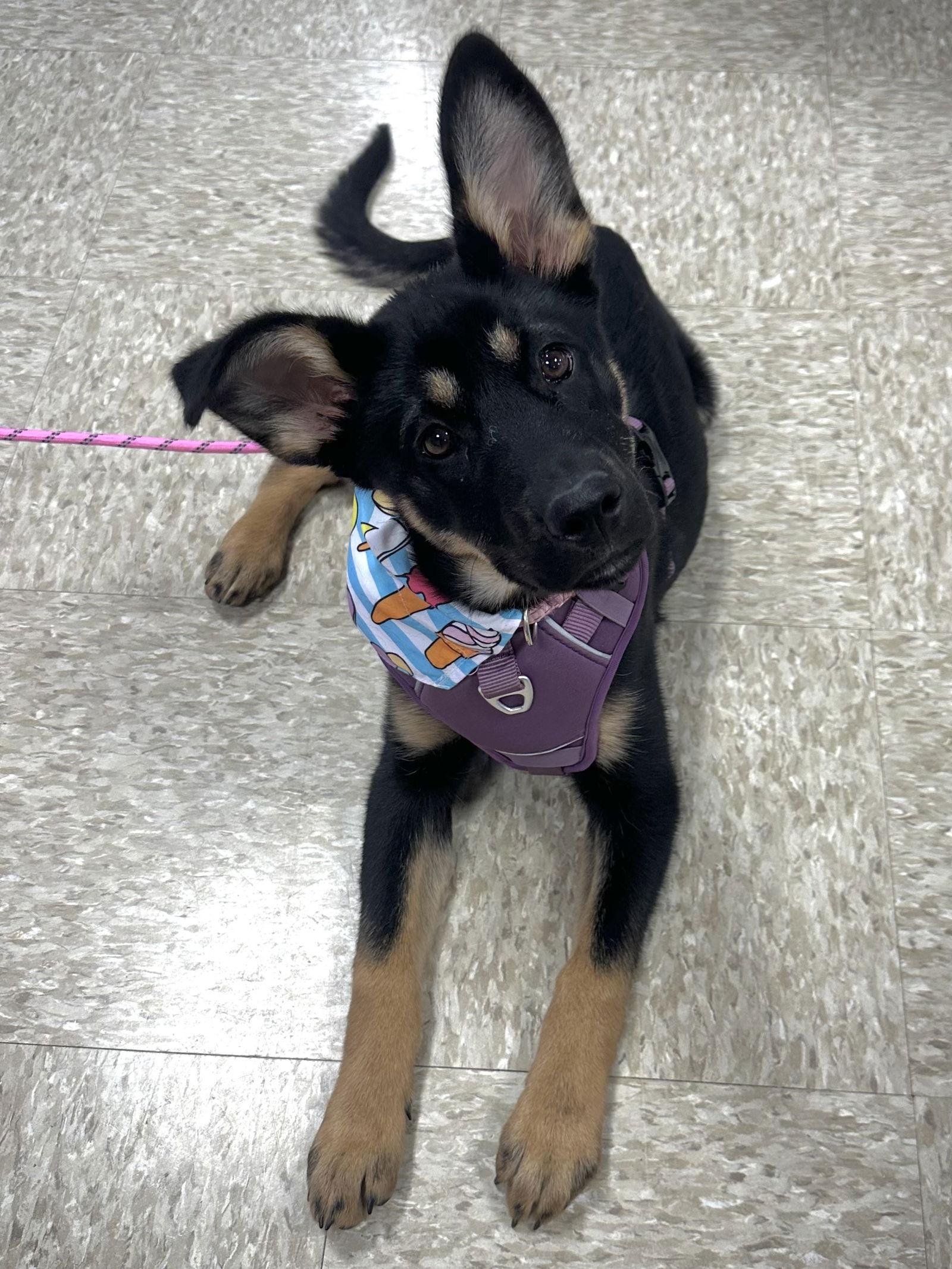 Batgirl — thumbnail 2