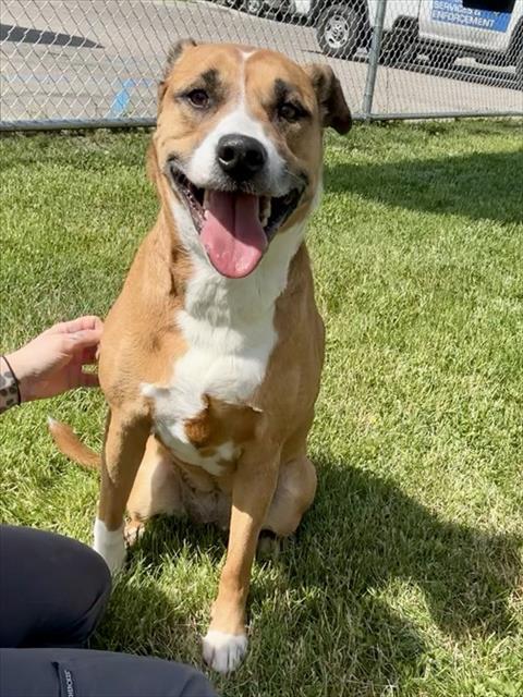 KAILEY, Adoptable, Adult Female American Staffordshire Terrier & Mixed Breed.