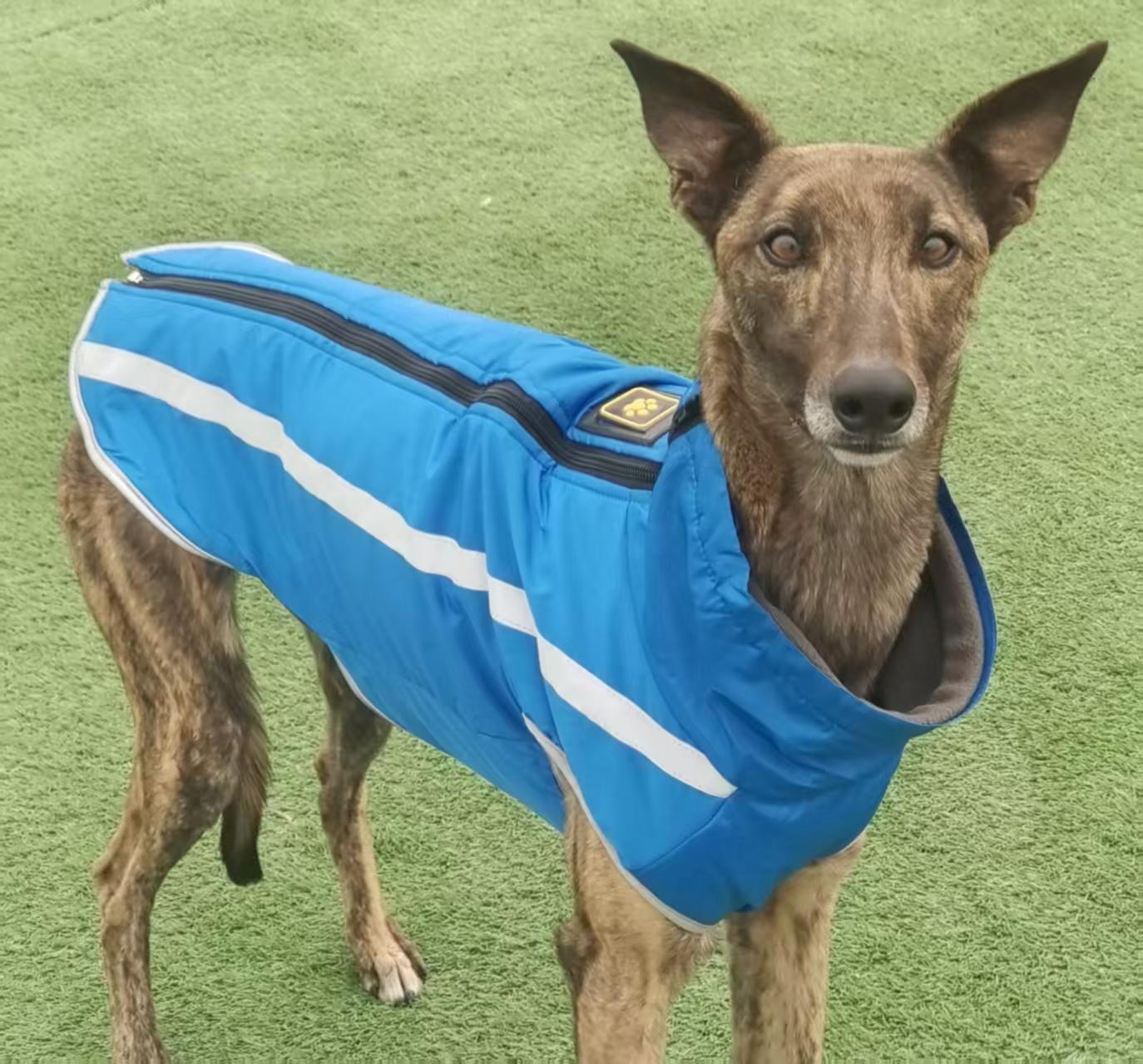 Koda, ADOPTABLE, Young Male Greyhound.