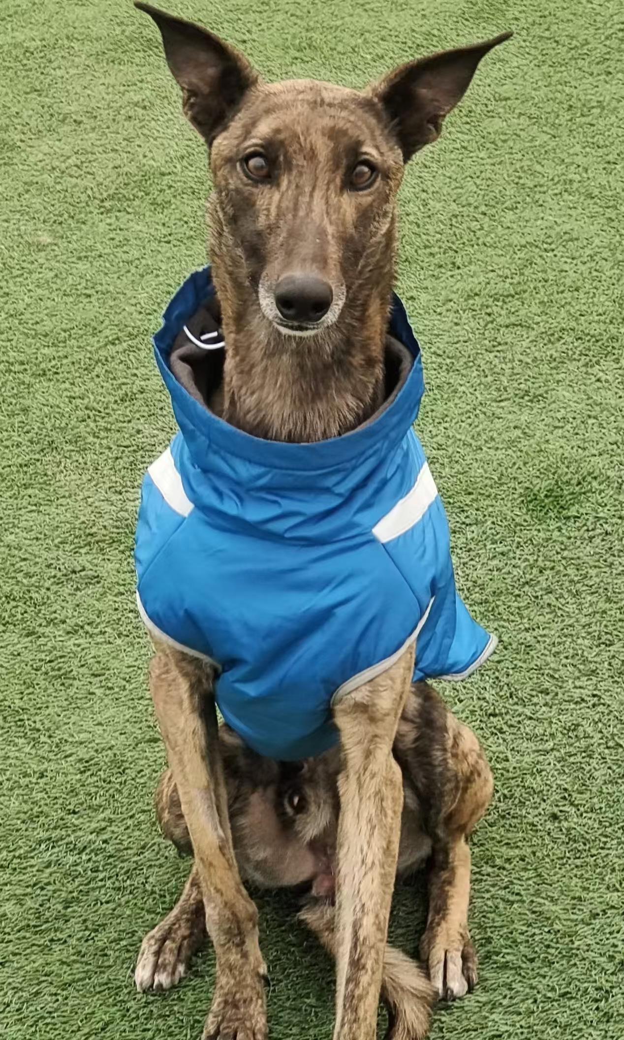 Koda, a ADOPTABLE Greyhound in Kirkland, WA image 3/3