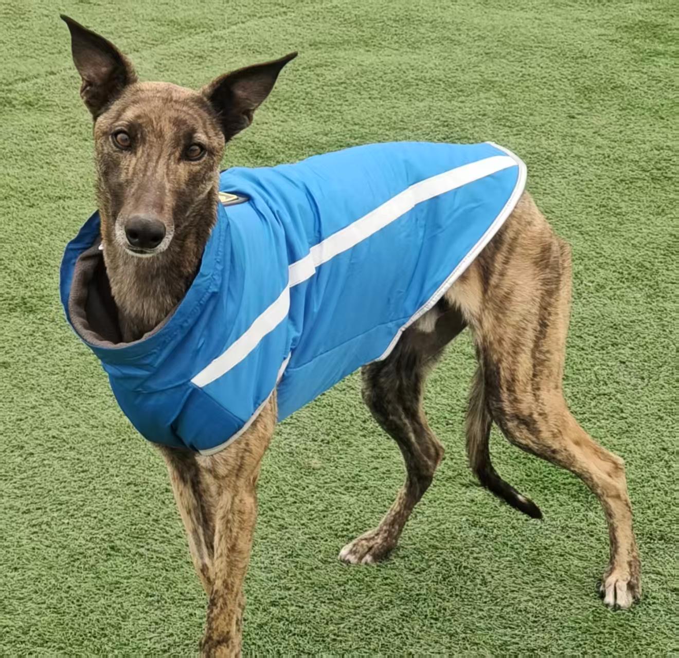 Koda, a ADOPTABLE Greyhound in Kirkland, WA image 2/3