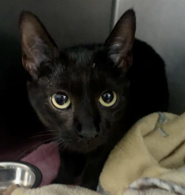 NEZUKO, Adoptable, Young Female Domestic Short Hair.