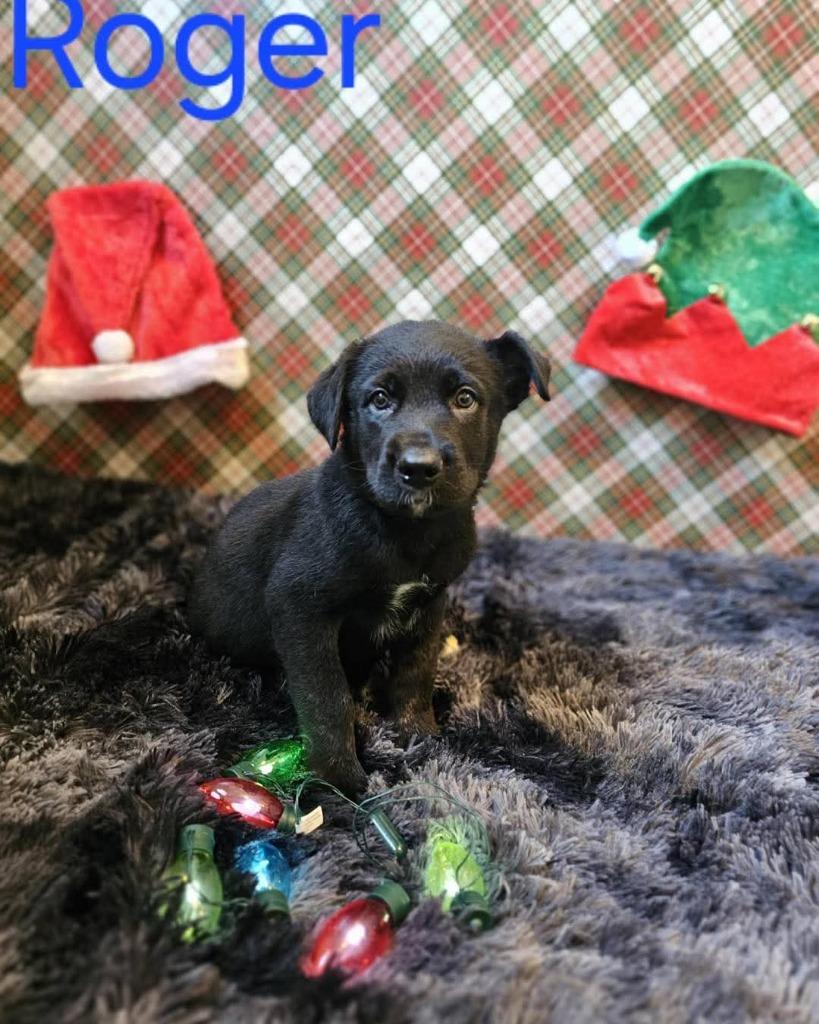 Enlarge Roger, a Adopted Dutch Shepherd in Valparaiso, IN image 1/1
