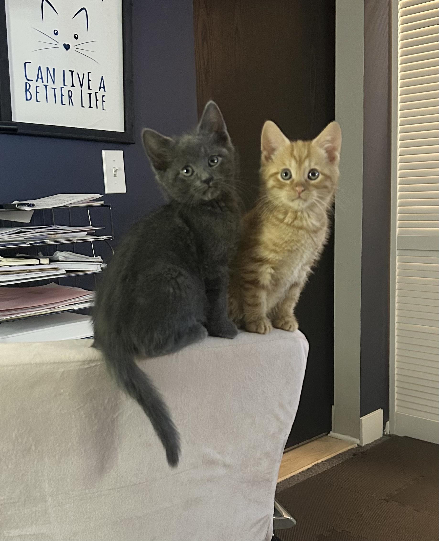 Enlarge Flame, an adopted Domestic Short Hair in Chicago, IL image 3/4