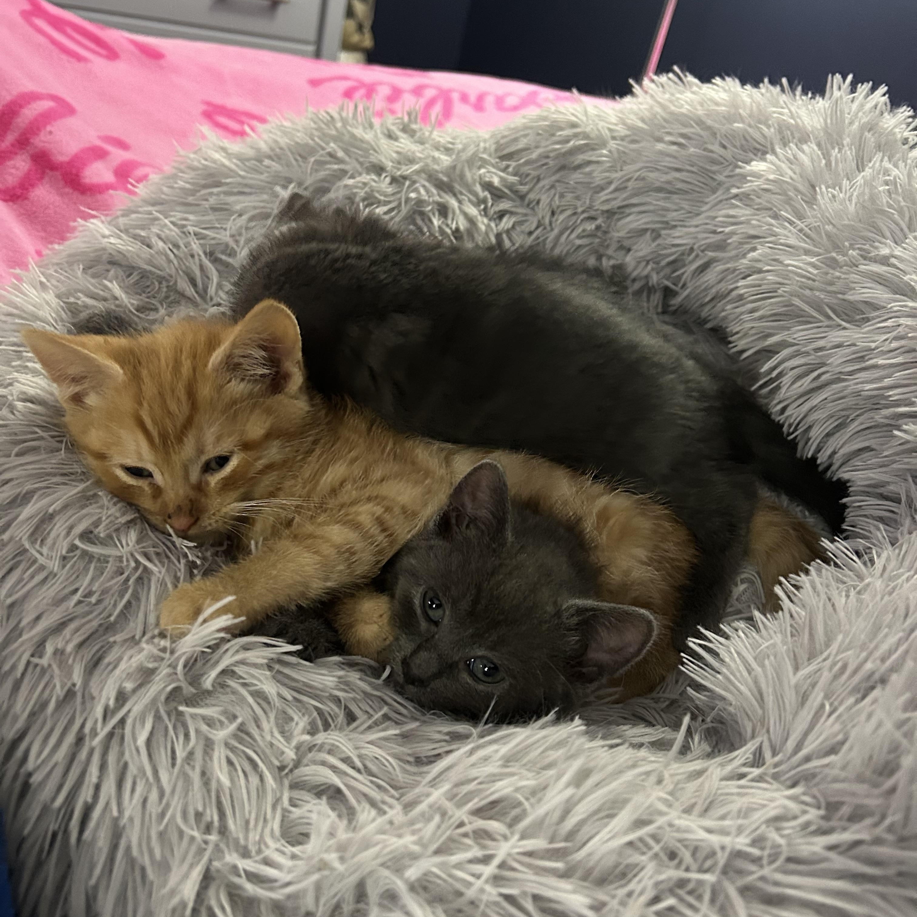 Enlarge Flame, an adopted Domestic Short Hair in Chicago, IL image 4/4