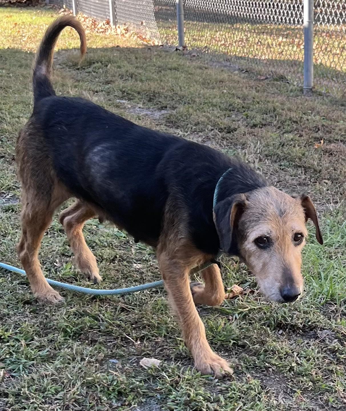 Woofles 9 year old airedale Sweetie Pie