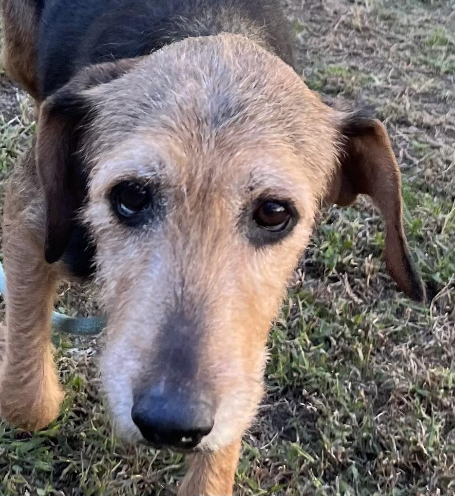 Woofles 9 year old airedale Sweetie Pie