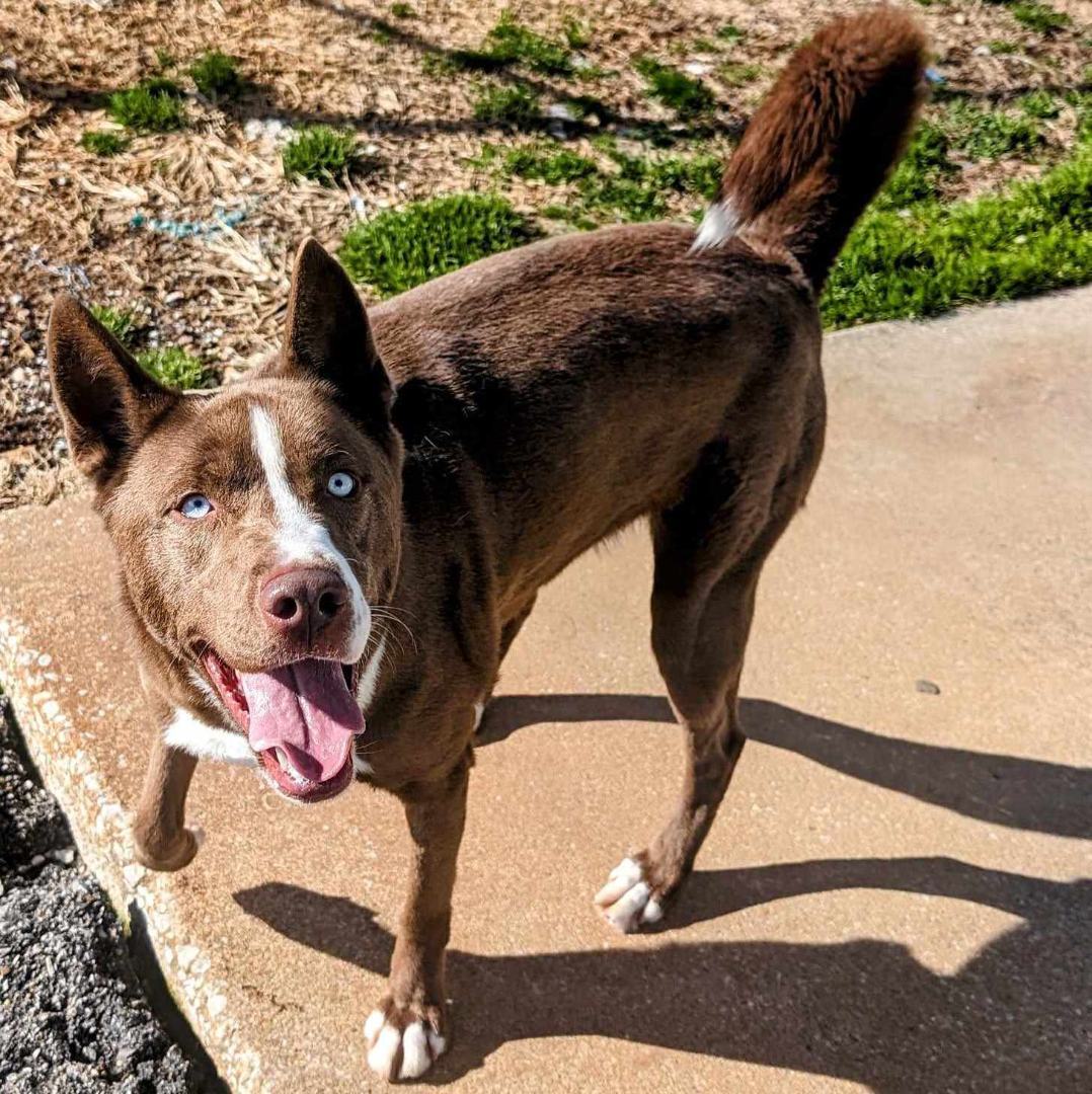 Juno, a Adoptable mixed breed in Anniston, AL image 3/6