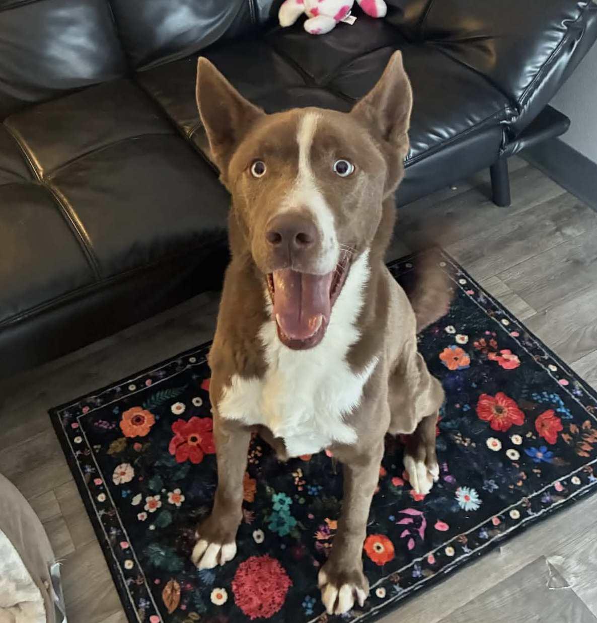 Enlarge Juno, a Adoptable mixed breed in Anniston, AL image 3/6