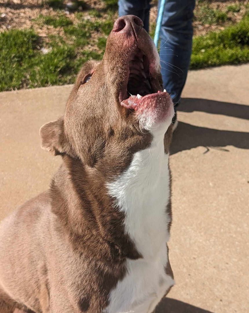 Juno, a Adoptable mixed breed in Anniston, AL image 4/6