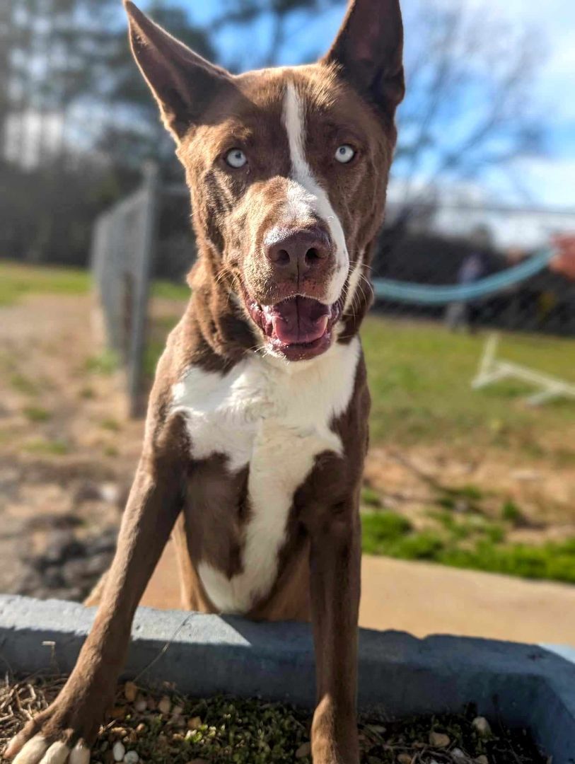 Juno, a Adoptable mixed breed in Anniston, AL image 5/6