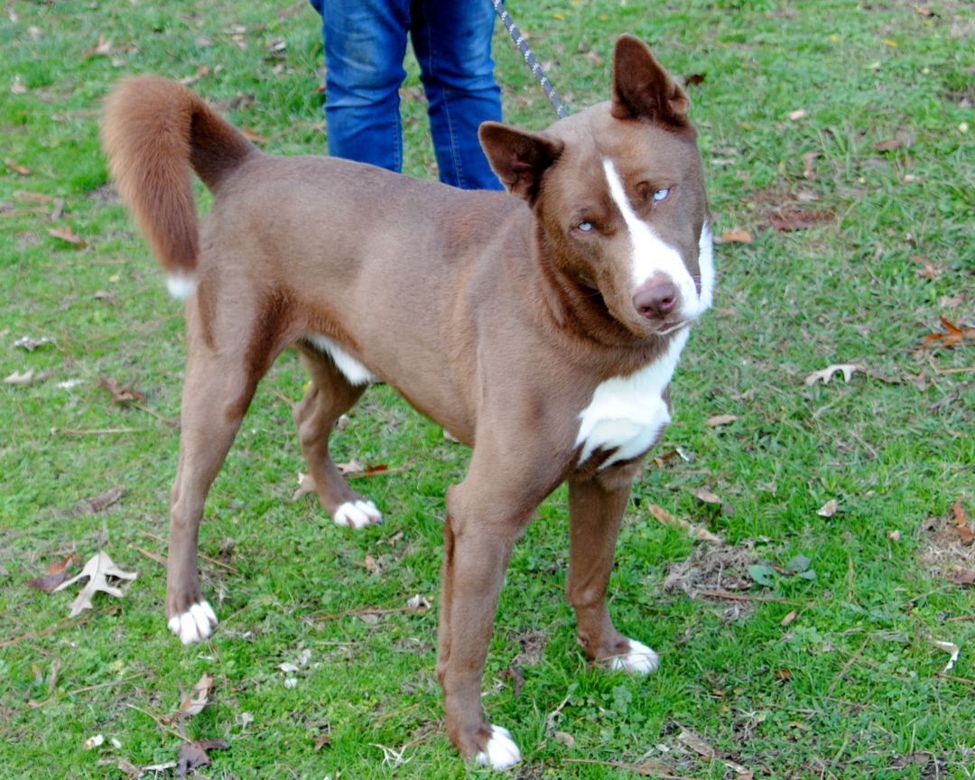 Juno, a Adoptable mixed breed in Anniston, AL image 6/6